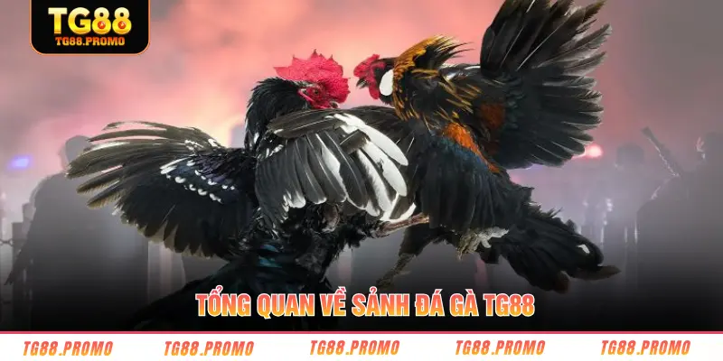 Tổng quan về sảnh đá gà TG88